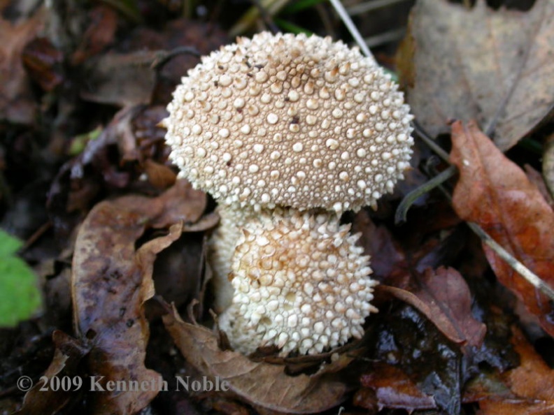 common puff-ball ex9182 _800_.JPG